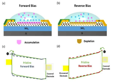 Ion gel dielectric 채용시 자체 바이어스에 의한 다이오드 특성을 설명하는 모식도와 밴드다이어그램