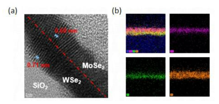 상기 MoSe2/WSe2 구조의 단면 TEM 사진과 각 원소들의 EDS 분석결과