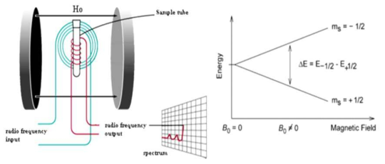 NMR 장치 구성도(좌)와 핵스핀 에너지의 Zeeman 분리(우)