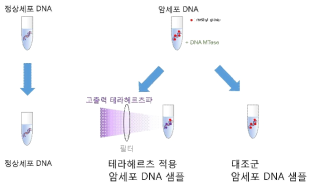 기초 DNA 탈메틸화 연구의 샘플 제작 개략도