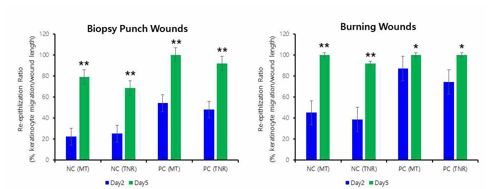 TNR 조직 및 MatTek (MT) 조직의 biopsy punch (좌) 및 cauterizer (우)를 이용한 상처치유 시험의 재상피화율 비교 결과