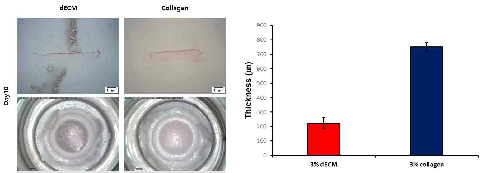dECM과 콜라겐 표피모델 두께 비교