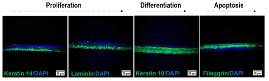형광면역염색을 통해 단백질 발현 검증