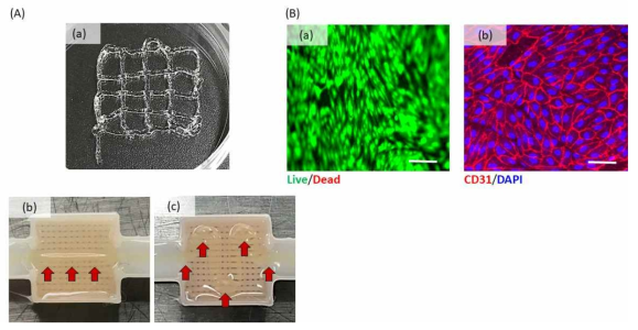 (A) 10％젤라틴 기반으로 제작된 바이오잉크의 인쇄적성 (printability) 검증: 세포 배양 디쉬 (dish) 위에 격자무늬 프린팅 (a), 하이드로젤 위에 직선 및 곡선 무늬 프린팅(b). (B) 제작된 혈관용 바이오잉크의 기능성 평가: 제작된 바이오잉크를 통해 프린팅된 혈관세포의 세포 생존율 (a) 및 면역염색(CD31)을 통한 혈관내피화 (b) 검증