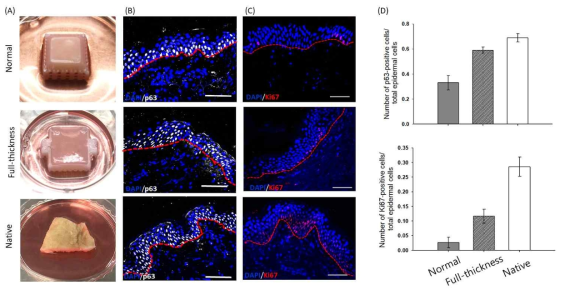 실제 피부와의 비교를 통한 구조적 유사성 검증: (A) 표피층 + 진피층으로 구성된 인공피부 (위), 혈관 + 표피층 + 진피층으로 구성된 인공피부 (중간), 실제 피부 (아래), (B) Epithelial stemness 표지자인 p63를 통한 면역 염색 결과, (C) 증식 (proliferation) 표지자인 Ki67 마커를 통한 면역 염색 결과, (D) 면역염색 결과를 정량 분석한 결과
