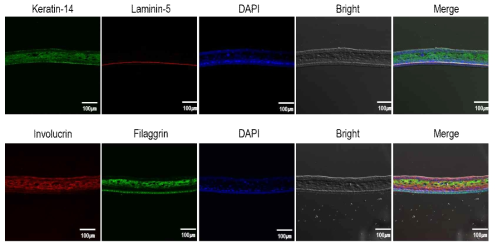 인공 피부 모델 기존 제품을 면역 형광 염색을 통해 확인