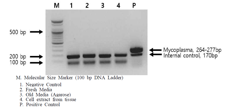PCR을 이용한 마이코플라즈마 검사 결과, 인공피부 조직 및 배지에서 모두 음성으로 판정됨