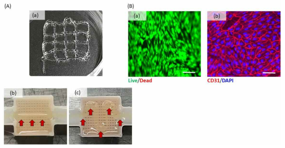 (A) 10％젤라틴 기반으로 제작된 바이오잉크의 인쇄적성 (printability) 검증: 세포 배양 디쉬 (dish) 위에 격자무늬 프린팅 (a), 하이드로젤 위에 직선 및 곡선 무늬 프린팅(b). (B) 제작된 혈관용 바이오잉크의 기능성 평가: 제작된 바이오잉크를 통해 프린팅된 혈관세포의 세포 생존율 (a) 및 면역염색(CD31)을 통한 혈관내피화 (b) 검증