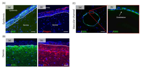 (A) 제작된 인공피부 내부의 표피층 면역형광 염색 결과: (a) K10 (early differentation marker)를 이용한 표피층의 면역형광 염색 결과, (b) Filaggrin (late differentation marker)를 이용한 표피층의 면역형광 염색 결과. (B) 제작된 인공피부 내부의 진피층 면역형광 염색 결과: (a) 진피층의 세포외 기질 성분인 collagen type I(COL1)의 면역형광 염색 결과, (b) 진피층의 또 다른 세포외 기질 성분인 fibronectin (FN)의 면역형광 염색 결과. (C) 혈관 표지자 CD31을 이용한 인공피부 내부의 혈관 채널 형성 여부 검증: (a) 진피층 내부의 형상된 혈관 채널, (b) 채널 벽면에 혈관 내피화 (endothelialization) 검증