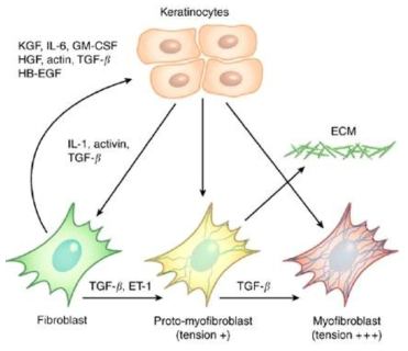 TGF-Beta 분비로 인한 fibroblast phenotype 유발 기전