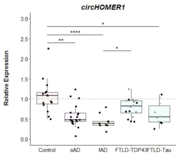 circHOMER1 원형 RNA의 상대적 발현량 비교