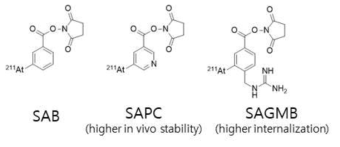 At-211 표지 보결화합물 *SAB: N-succinimidyl 3-[211At]astatobenzoater, SAPC: N-succinimidyl 5-[211At]astato-3-pyridinecarboxylate, SAGMB: N-succinimidyl 3-[211At]astato-4-guanidinomethylbenzoate