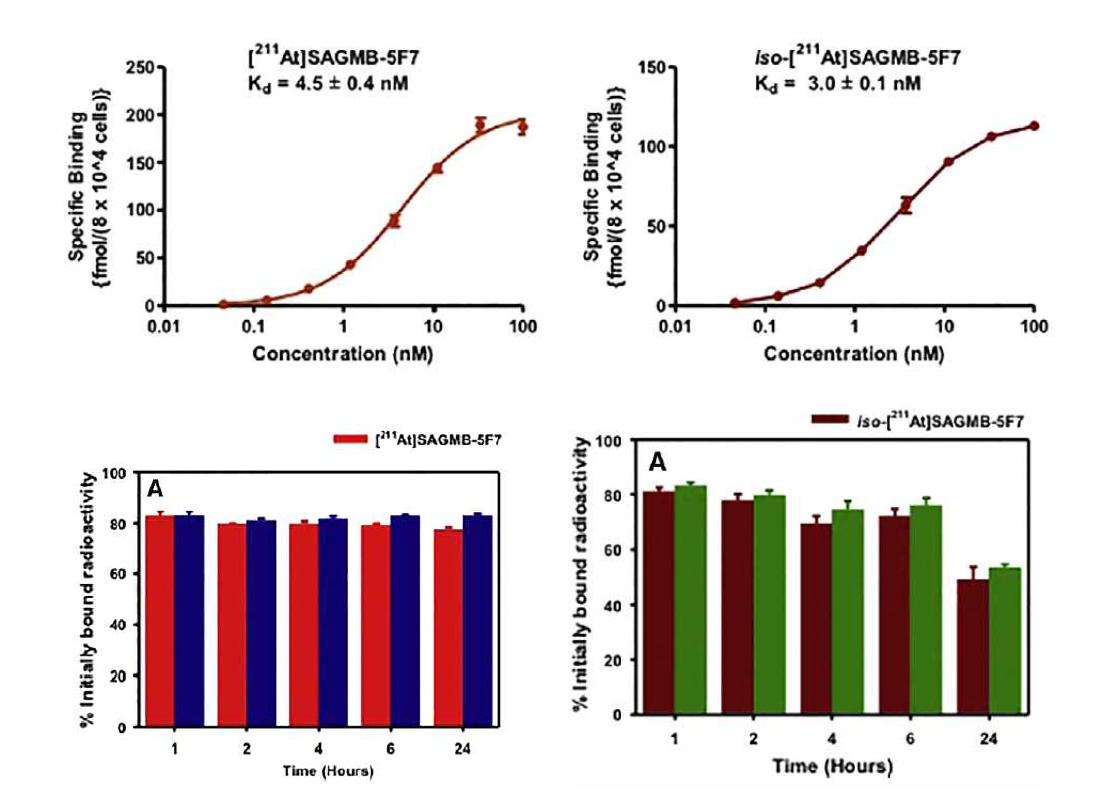 SAGMB-sdAb(5F7)과 iso-SAGMB-sdAb의 in vitro 세포실험 결과 비교