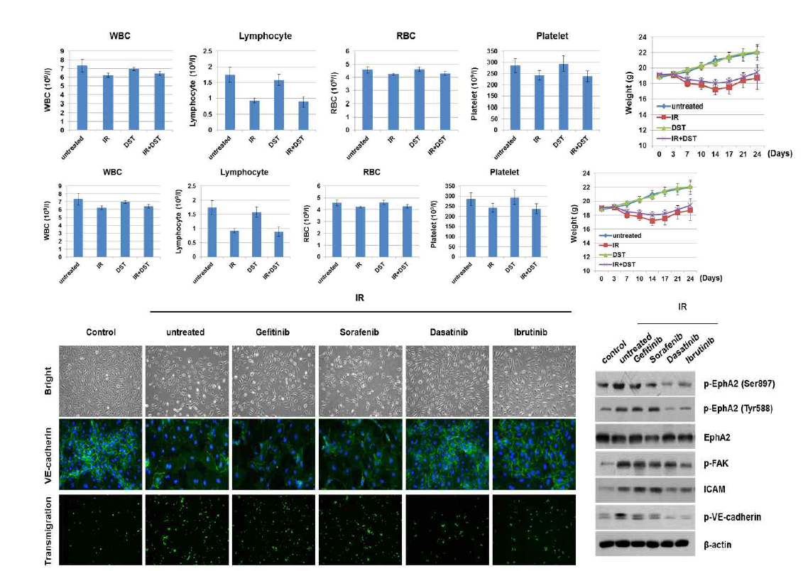 방사선에 의한 Eph receptor 및 ligand 변화