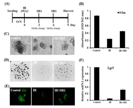 방사선 조사된 장오가노이드에서 SR1 재생 효능 및 장줄기세포 발현 분석