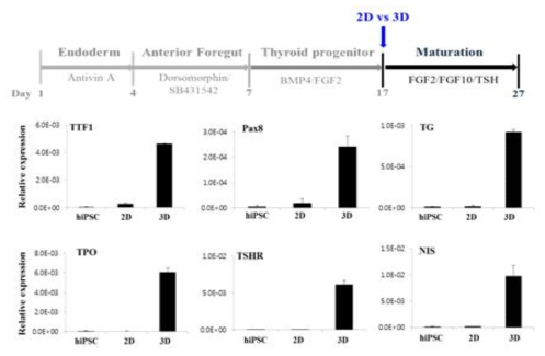 유도만능줄기세포로부터 갑상선 미니장기의 성숙마커 발현 분석