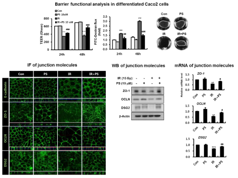 세포 실험을 통한 pravastatin의 epithelial barrier 회복 효과