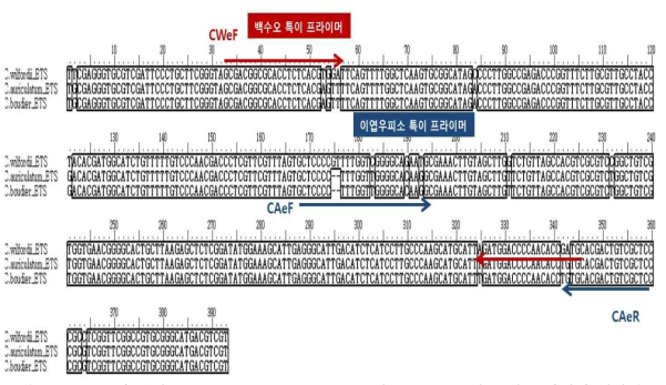 ETS 구간에 대한 C. wilfordii, C. auriculatum 및 C. boudieri의 특이 프라이머 디자인