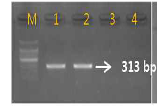 PCR 산물에 대한 젤 이미지. lane M: 100 bp DNA ladder; lane 1-2: 백수오(Cyanchum wilfordii) ;lane 3 : 이엽우피소(C. auriculatum) lane 4 lane : 절관우피소(C. boudieri)