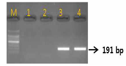 Gel image of PCR products. lane M: 100 bp DNA ladder; lane 1-2: Cyanchum wilfordii ; lane 3 : Cyanchum auriculatum lane 4 lane : C. boudieri