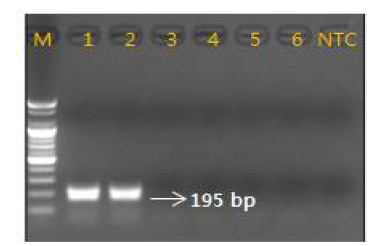 Gel image of PCR products. lane M: 100 bp DNA ladder; lane 1-2: Cyanchum wilfordii ; lane 3-4 : Cyanchum auriculatum lane 5-6 lane : C. boudieri NTC(No Template Control)