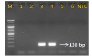 Gel image of PCR products. lane M: 100 bp DNA ladder; lane 1-2: Cyanchum wilfordii ; lane 3-4 : Cyanchum auriculatum lane 5-6 lane : C. boudieri; NTC(No Template Control)