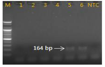 Gel image of PCR products. lane M: 100 bp DNA ladder; lane 1-2: Cyanchum wilfordii ; lane 3-4 : Cyanchum auriculatum lane 5-6 lane : C. boudieri; NTC(No Template Control)