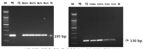PCR 산물에 대한 젤 이미지. Lane M: 100bp DNA ladder; lane 1: 백수오 2: 이엽우피소 3: 혼합(백수오 99 %+ 이엽우피소 1 %) 4: 혼합 97 %(백수오 97 %+ 이엽우피소 3 %) 5: 혼합 3 %(백수오 3 %+ 이엽우피소 97 %) 6: 혼합(백수오 1 % + 이엽우피소 99 %) 7: NTC( No Template Control)