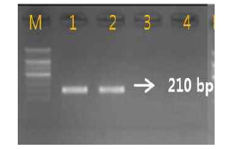 Gel image of PCR products. lane M: 1000 bp DNA ladder; lane 1-2: Cyanchum wilfordii ; lane 3 : Cyanchum auriculatum ; lane 4 : C. boudieri