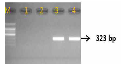 Gel image of PCR products. lane M: 1000 bp DNA ladder; lane 1-2: Cyanchum wilfordii ; lane 3 : Cyanchum auriculatum ; lane 4 : C. boudieri