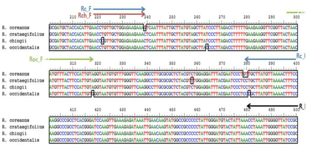 rbcL 구간에 대한 R. coreanus, R. chingii 및 R. occidentalis의 특이 프라이머 디자인