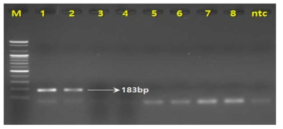 PCR 산물에 대한 젤 이미지. M 100 bp DNA ladder. lane 1-2: 복분자딸기(R. coreanus) lane3-4: 산딸기(R. crataegifolius) lane 5-6: 화동복분자(R. chingii) lane7-8: 블랙라즈베리(R. occidentalis) lane 9: NTC(No Template Control)
