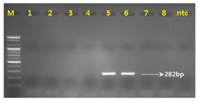 PCR 산물에 대한 젤 이미지. M 100 bp DNA ladder. lane 1-2: 복분자딸기(R. coreanus) lane3-4: 산딸기(R. crataegifolius) lane 5-6: 화동복분자(R. chingii) lane7-8: 블랙라즈베리(R. occidentalis) lane 9: NTC(No Template Control)