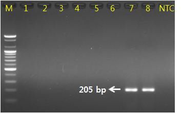 PCR 산물에 대한 젤 이미지. M 100 bp DNA ladder. lane 1-2: 복분자딸기(R. coreanus) lane3-4: 산딸기(R. crataegifolius) lane 5-6: 화동복분자(R. chingii) lane7-8: 블랙라즈베리(R. occidentalis) lane 9: NTC(No Template Control)