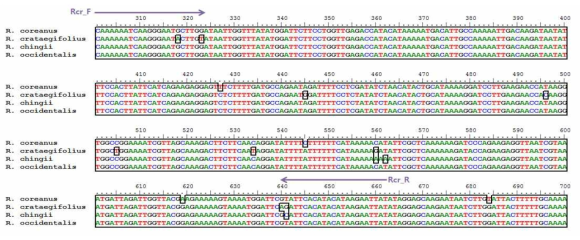 matK 구간에 대한 R. coreanus, R. chingii 및 R. occidentalis의 특이 프라이머 디자인