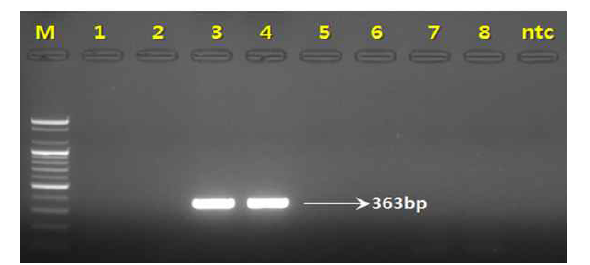 PCR 산물에 대한 젤 이미지. M 100 bp DNA ladder. lane 1-2: 복분자딸기(R. coreanus) lane3-4: 산딸기(R. crataegifolius) ;lane 5-6: 화동복분자(R. chingii) lane7-8: 블랙라즈베리(R. occidentalis);lane 9: NTC(No Template Control)