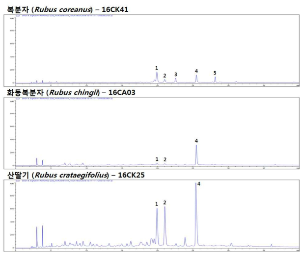 HPLC chromatogram – 복분자 (위, 16CK41), 화동복분자 (중, 16CA03), 및 산딸기 (아래, 16CK25)