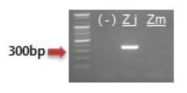 산조인 특이마커(ITS2 구간) PCR결과. (-): Negative control, Zj: 산조(Z. jujuba), Zm: 전자조(Z. mauritiana)