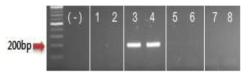 전자조 특이마커(ITS2 구간) PCR결과 (-): Negative control, 1-2: 산조(Z. jujuba), 3-4: 전자조(Z. mauritiana),5-6: 지구자(H. dulcis,) 7-8: 은합환 (L. leucocephala)