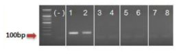 지구자 특이마커(ITS2 구간) PCR결과 (-): Negative control, 1-2: 지구자(H. dulcis), 3-4: 산조(Z. jujuba), 5-6: 전자조(Z. mauritiana), 7-8: 은합환 (L. leucocephala)