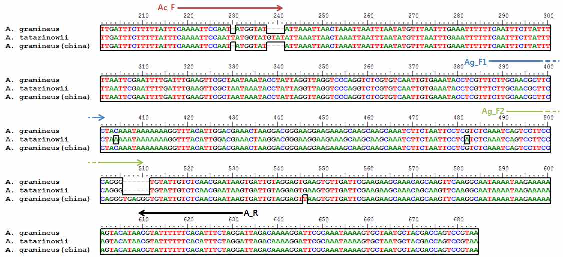 atpF-atpH구간에 대한 A. gramineus, A. calamus 및 A. gramineus(china)의 특이 프라이머 디자인