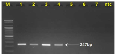 PCR 산물에 대한 젤 이미지. M 100 bp DNA ladder 1-3 석창포(A. gramineus)(Korea),4 석창포중국(A. gramineus(China) 5-7 창포(A. calamus)