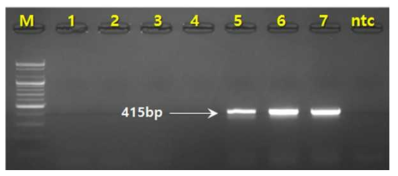 PCR 산물에 대한 젤 이미지. M 100 bp DNA ladder 1-3 석창포(A. gramineus)(Korea),4 석창포중국(A. gramineus(China) 5-7 창포 (A. calamus)