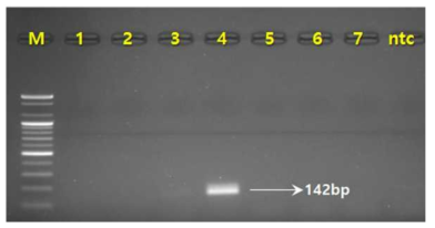 PCR 산물에 대한 젤 이미지. M 100 bp DNA ladder 1-3 석창포(A. gramineus)(Korea),4 석창포중국(A. gramineus(China) 5-7 창포(A. calamus)