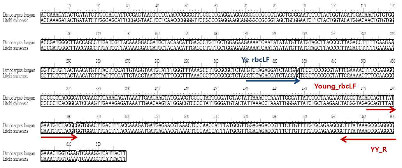rbcL에 대한 D.longan 및 L. shinensis 특이 프라이머 디자인