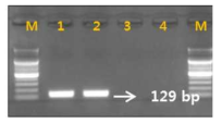 Gel image of PCR products. lane M: 100 bp DNA ladder; lane 1-2 : L. shinensis ; Iane 3-4 : D.longan