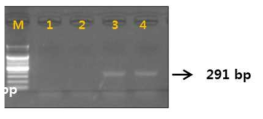 Gel image of PCR products. lane M: 100 bp DNA ladder; lane 1-2 : L. shinensis ; Iane 3-4 : D.longan