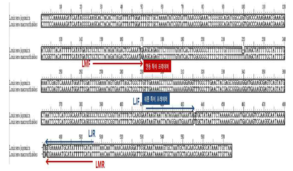 atpF-atpH 에 대한 L. japonica, L. macranthoides 특이 프라이머 디자인