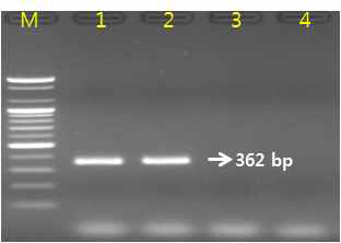 Gel image of PCR products. lane M: 100 bp DNA ladder; lane 1-2 : L. japonica ; Iane 3-4 : L. macranthoides