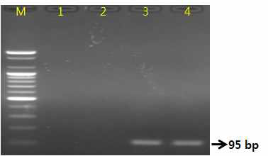 Gel image of PCR products. lane M: 100 bp DNA ladder; lane 1-2 : L. japonica ; Iane 3-4 : L. macranthoides